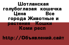 Шотланская голубоглазая  кошечка › Цена ­ 5 000 - Все города Животные и растения » Кошки   . Коми респ.